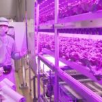 セブンイレブンの野菜工場。これは、やばいね。人間の何かが削られるような気がします。