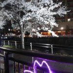五反田の夜桜