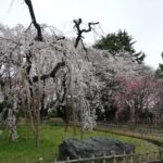 弘法寺の伏姫桜