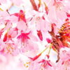 桜の花の季節に想うこと。